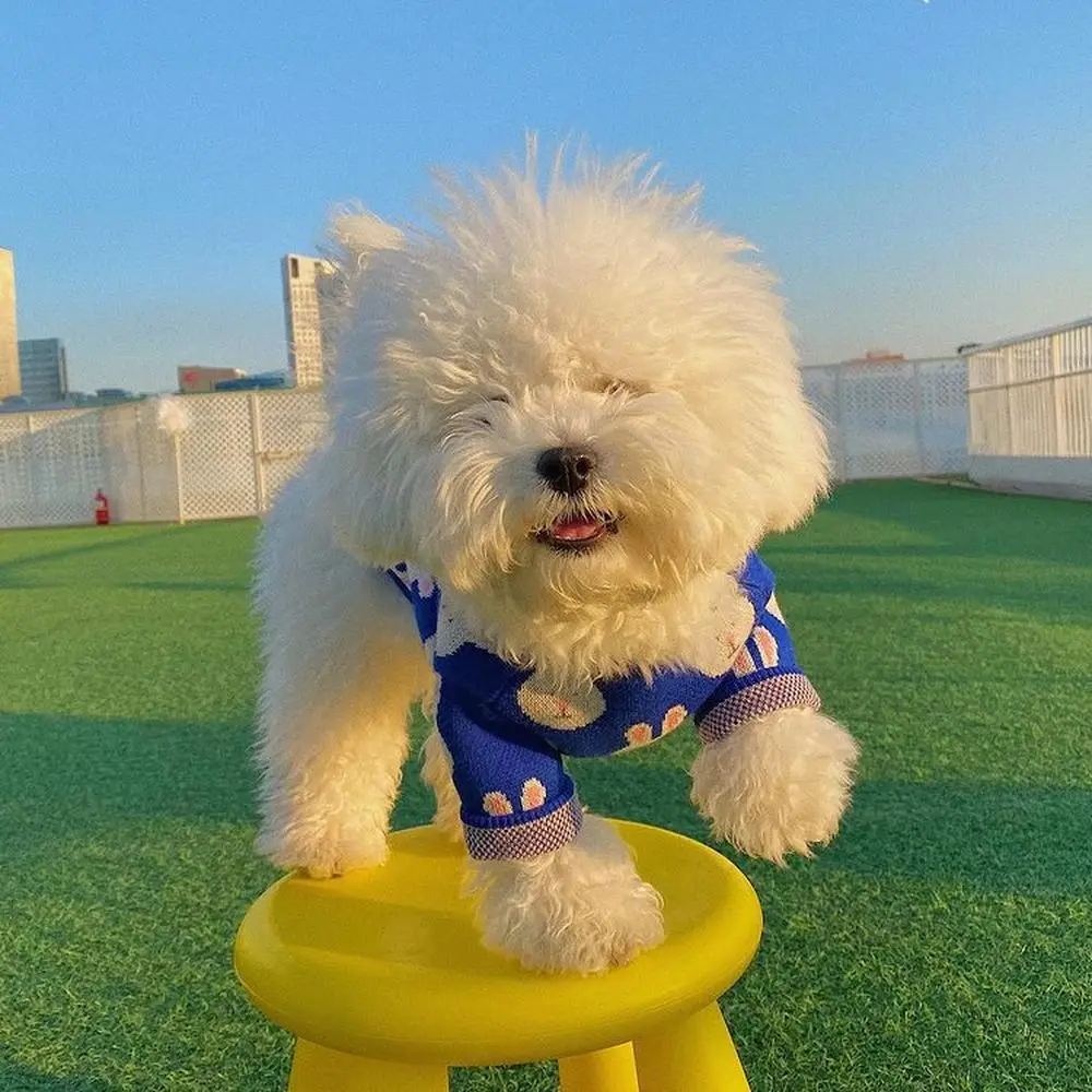 Милая Одежда для собак с принтом кролика сезон весна-осень теплый Трикотажный