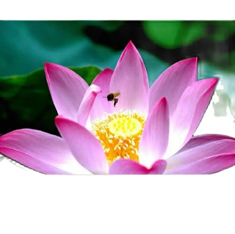 only for payment | Красота и здоровье