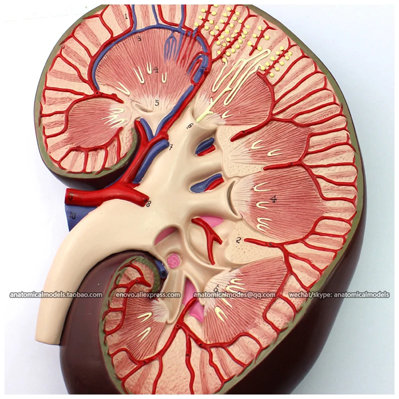 

12435 / Human Stereo Glomerulus Nephron kidney Organ Model, Medical Science Educational Teaching Anatomical Models