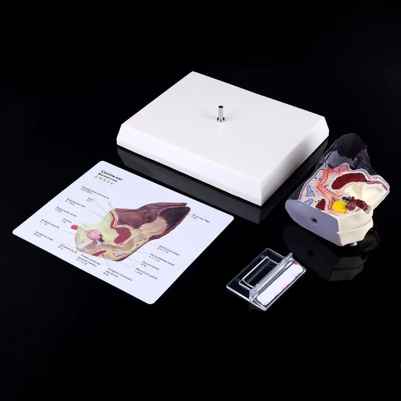 

Анатомическая модель собачьего уха, ветеринарные пособия для обучения собакам