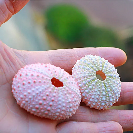 Бесплатная доставка раковина из натурального раковины розовая Морская