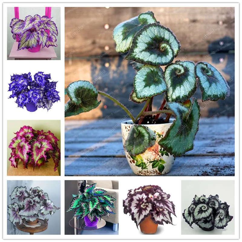 100 шт. искусственная Бегония|Цветочные горшки и кадки| |