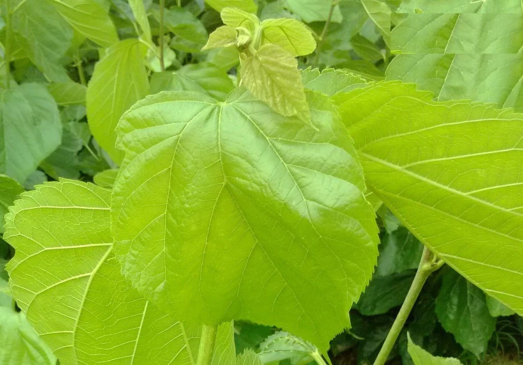 Еда для взрослых шелкопряд маленькие шелковистые червяки Детские Свежие