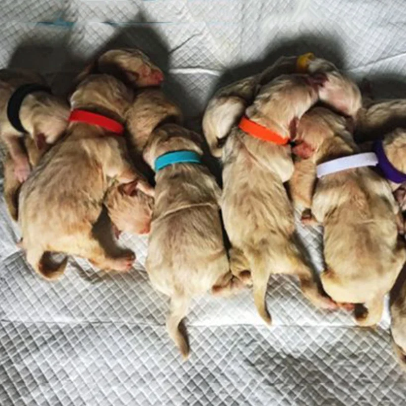 Hot Sale Dog Collar Colorful Puppy Cat Neck Strap Pet Identification Necklace ID Bands Supplies 12colors | Дом и сад