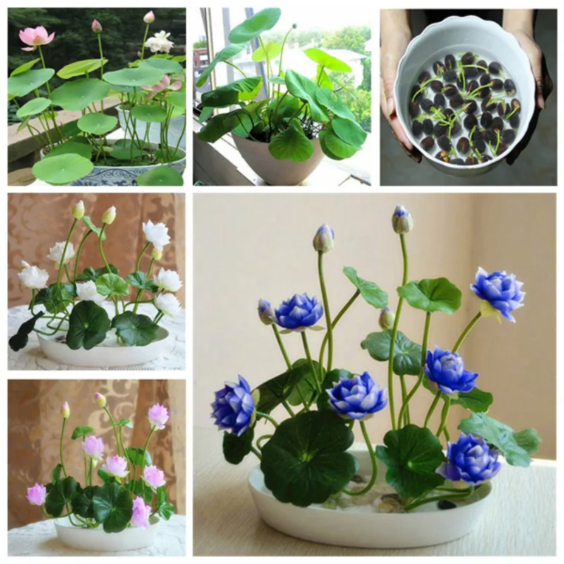 100 шт VIP Рождественский подарок большой MAC хрустальный шар растения цветы в