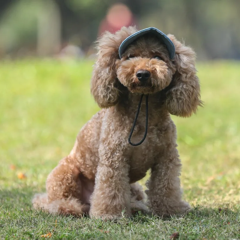 Износостойкая бейсболка для собак TAILUP с регулируемой пряжкой шляпа животных - Фото №1