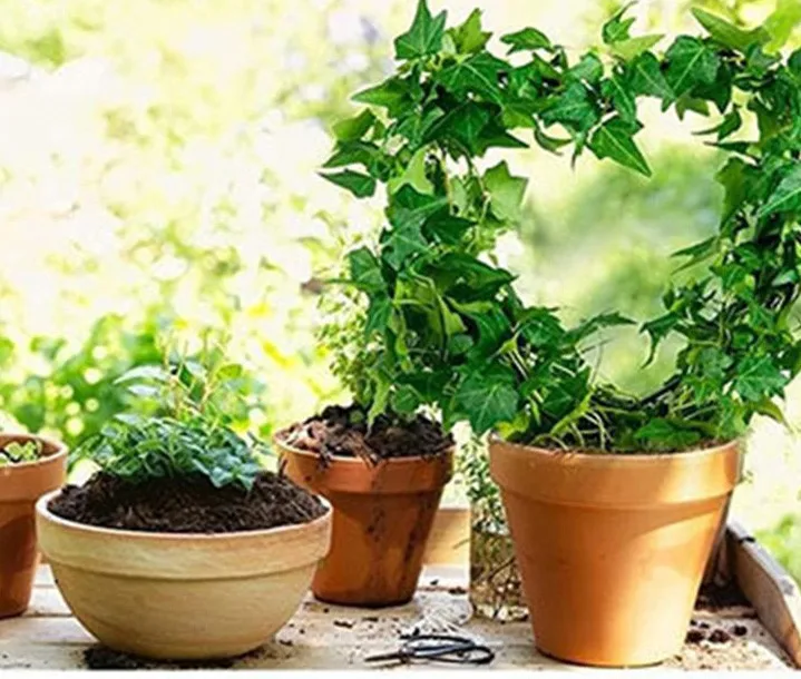 Вьющееся растение поддерживает инструмент сад Taid Ретро горшечные растения