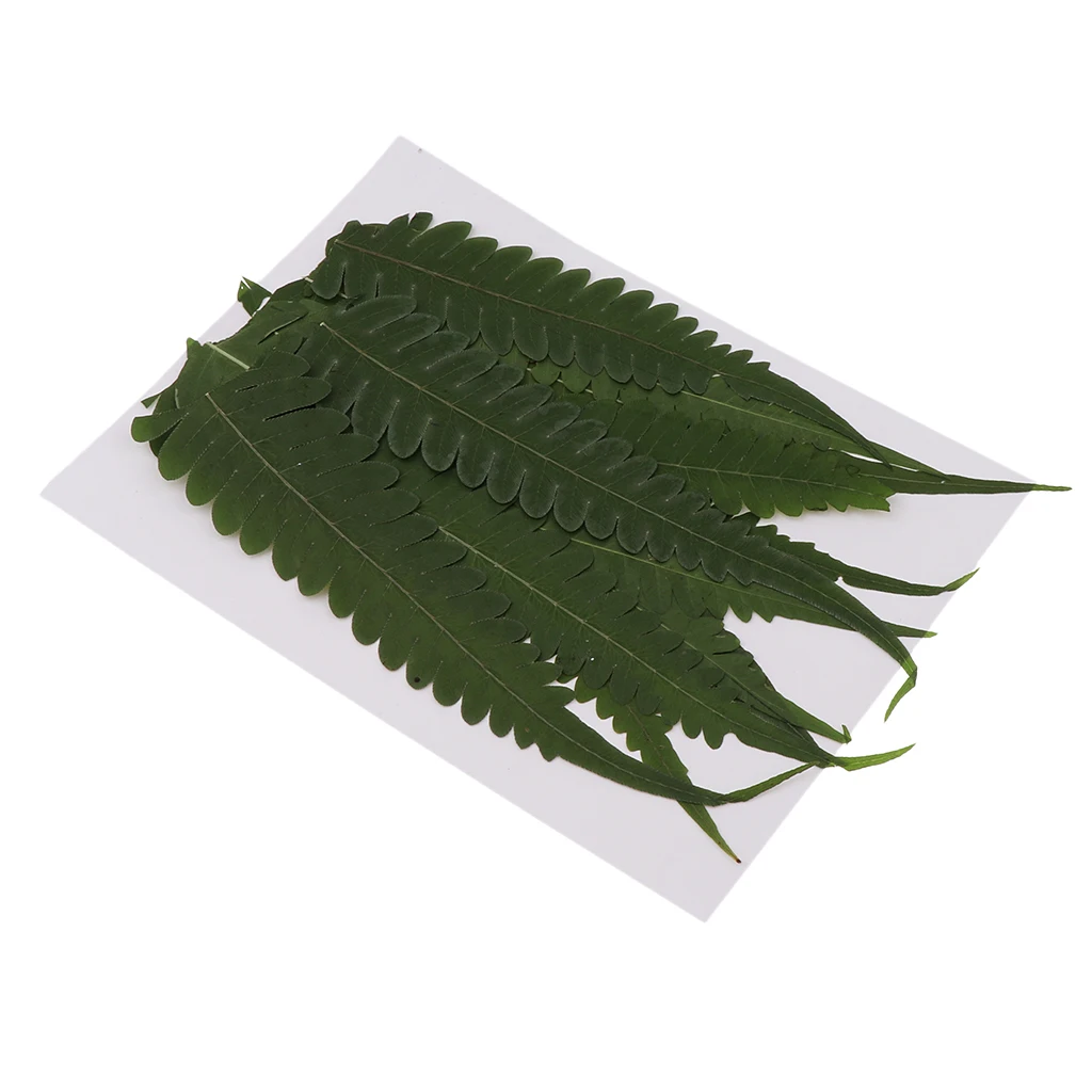 12 шт. прессованный высушенный папоротник в форме листьев и цветка Скрапбукинг
