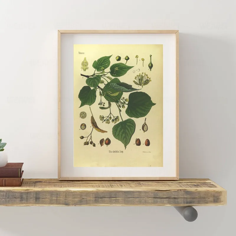 Винтажные принты ботаники Постер горчицы 1887 энциклопедия лекарственных