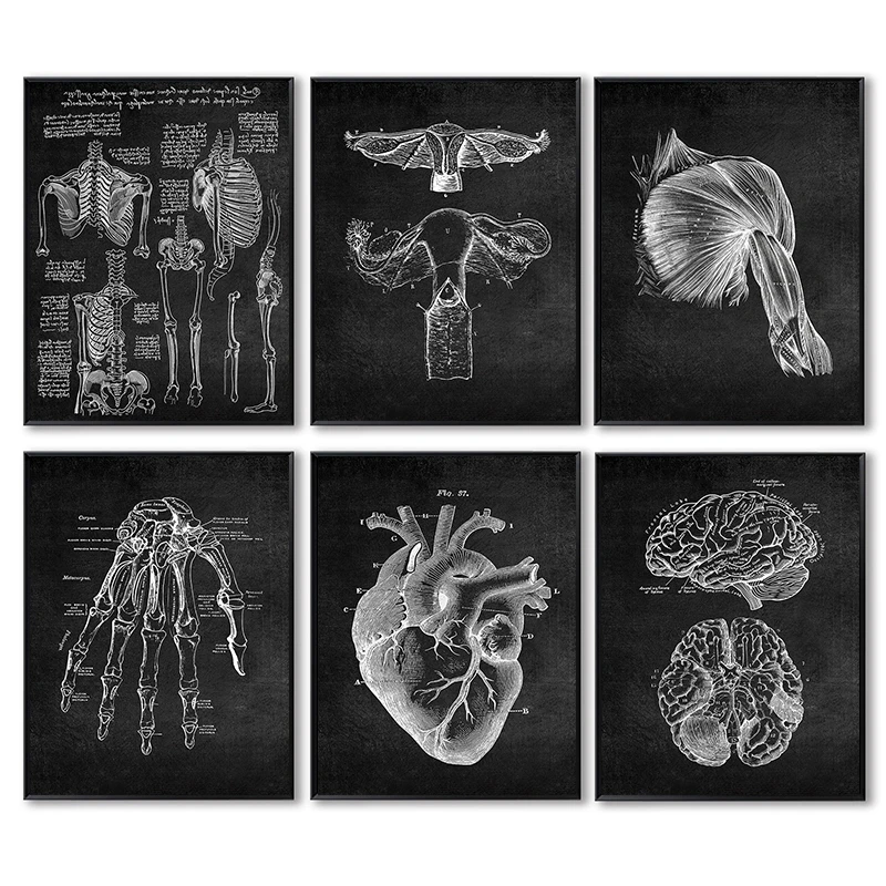 

Vintage Human Anatomy Artwork Medical Skeleton Organ Muscle Poster and Print Canvas Painting Wall Art Picture for Living Room