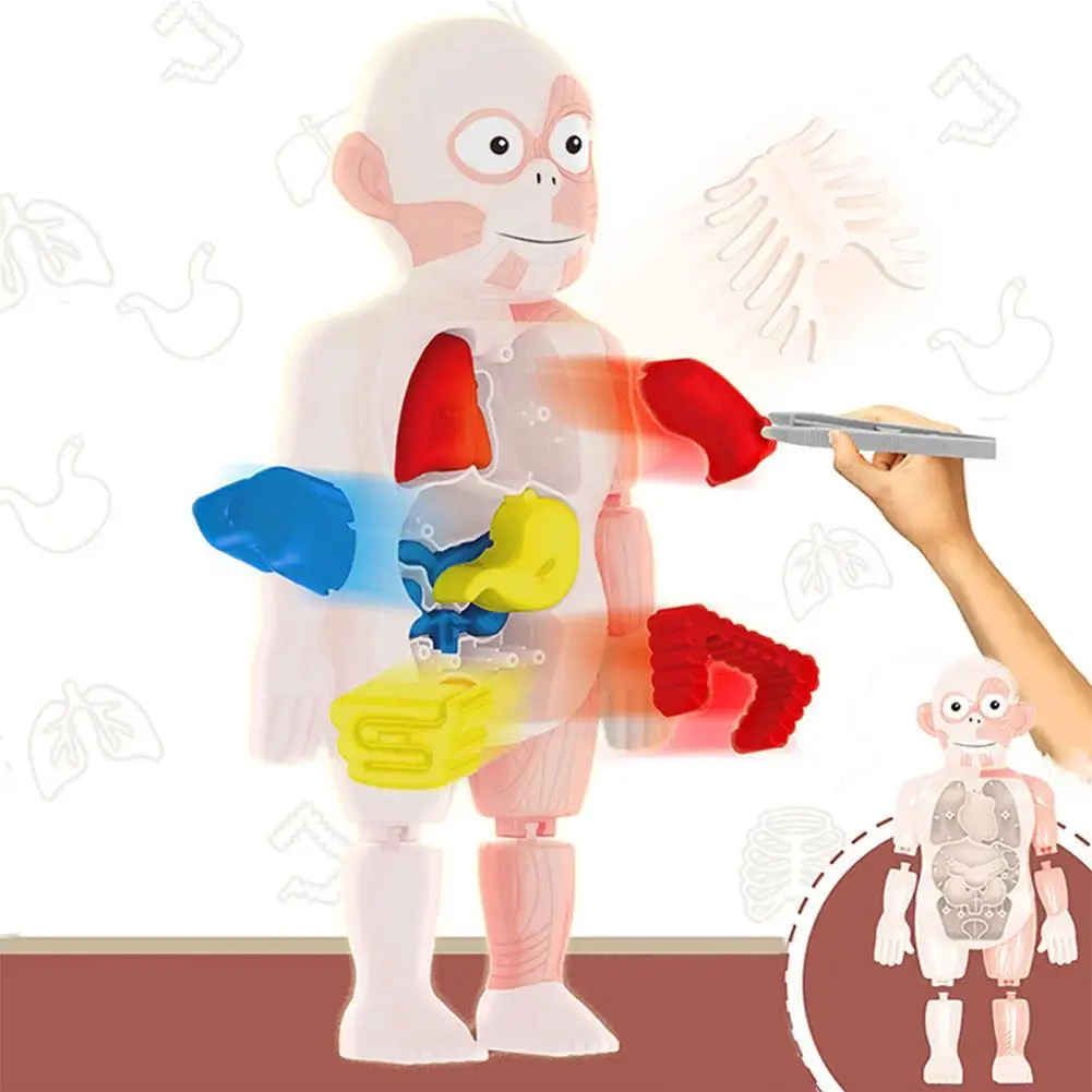 

Children's Science And Education Human Organ Model DIY Assembled Toy Enlightenment Experimental Teaching Aids