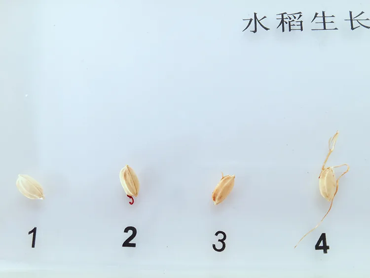 История роста растений образцы процесс прорастания риса модель биологии