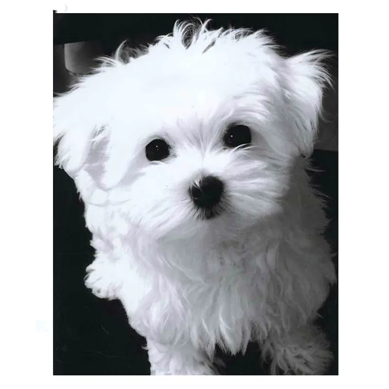 

Алмазная 5D Вышивка «сделай сам» с животными, картина из квадратных/круглых страз, Набор для вышивки крестиком, мозаика с милой собакой, укра...