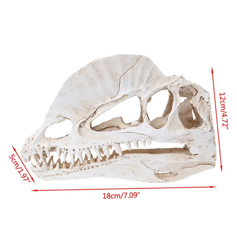 

Dilophosaurus Dinosaur Skull Resin Crafts Fossil Skeleton Teaching Model Halloween Home Office Decoration