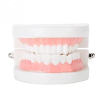 dental denture model 28pcs standard adult teeth model medical teaching