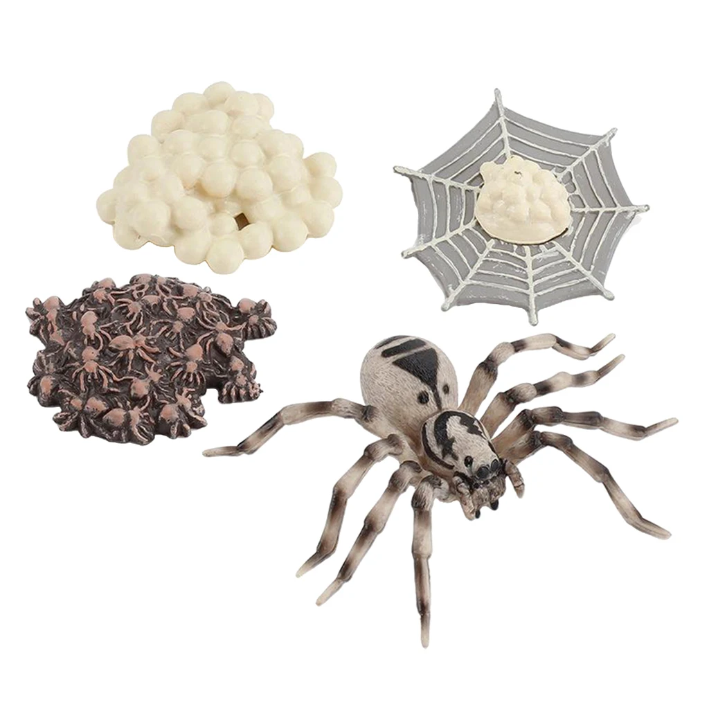 

Realistic Plastic Spider Growth 4 Stages Lifelike Lifespan Cycle