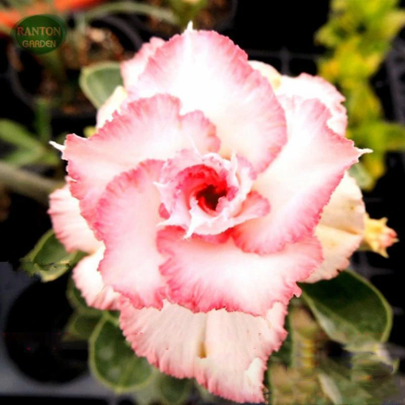 100Pcs Ranton Garden Adenium Obesum Seeds Nature Rare Beautiful Pretty Desert Rose Flower Essence Moisturizing Lip Balm YN2F
100Pcs Ranton Garden Adenium Obesum Seeds Nature Rare Beautiful Pretty Desert Rose Flower Essence Moisturizing Lip Balm YN2F