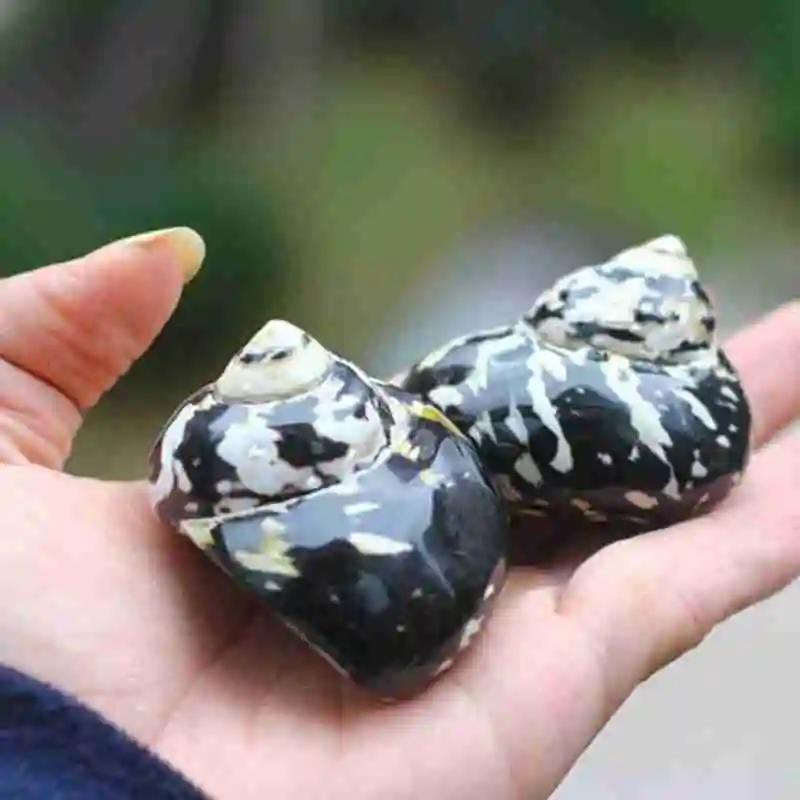 Раковина натуральная черная королевские улитки живет в крабе ракообразной