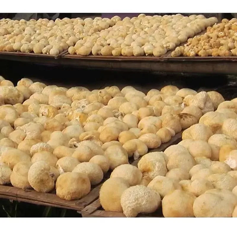 

High quality hot sale Hericium erinaceus Lion's Mane Hericium erinaceus mushroom, Hou Tou gu, free shipping