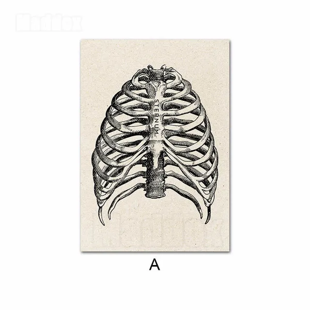 

Canvas Painting for Living Room Retro Style Human Anatomy Body Organ Internal Organs Bone Clinic Medical School Decor Poster