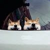 Изображение товара 1