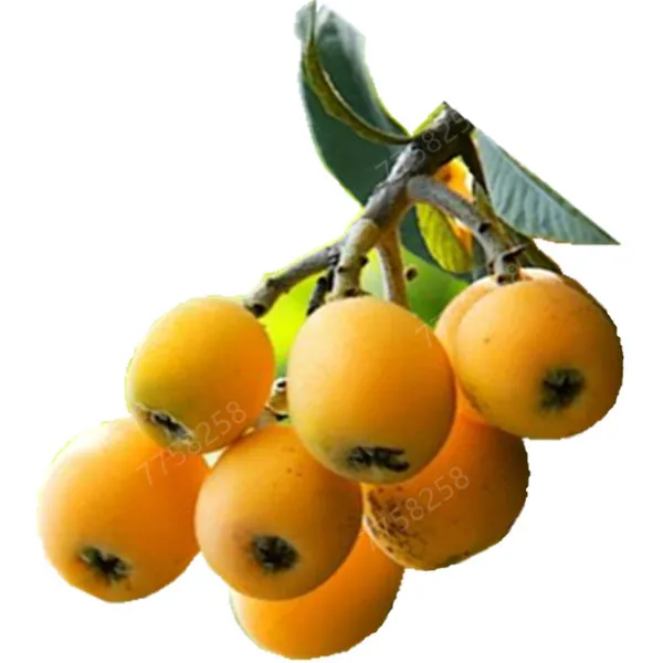 5 шт фрукт локвы дерево мушмула японская куст Такер китайский бонсай сладкий вкус