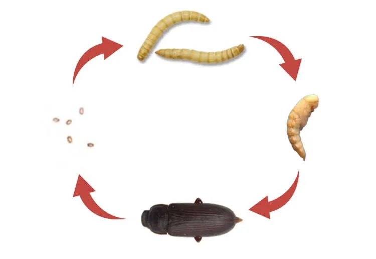 Еда рептилия Ящерица Черепаха Рыба еда сухой mealworm cichild flowerhorn arowana аквариумная