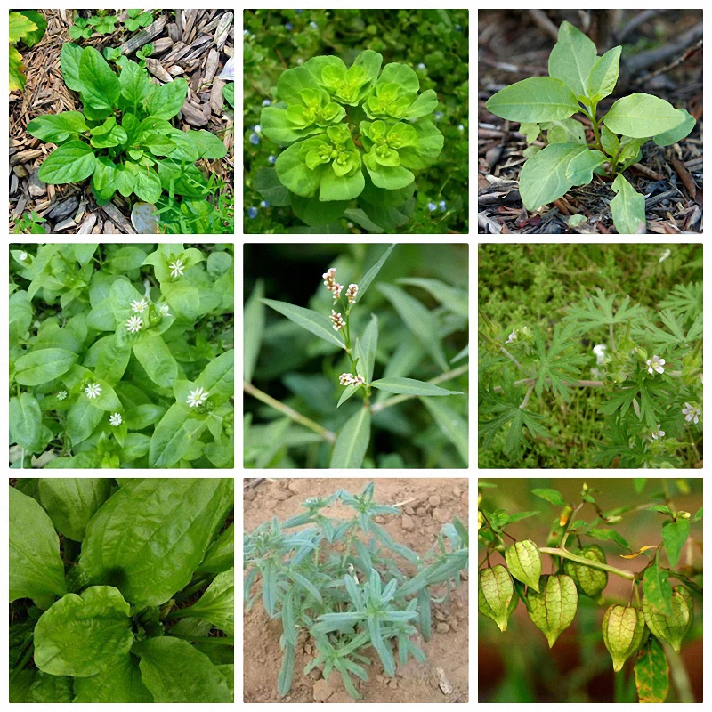 

50 G Ammonium Glyphosate Glycine Herbicide Remove Broadleaf Weed Kill Grass Pesticide Directional Stem and Leaf Spray Weedkiller