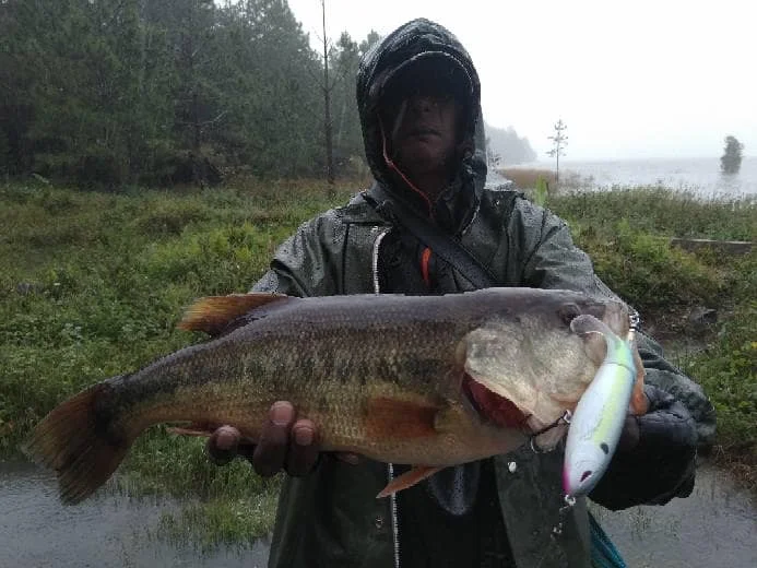 Hunthouse Whopper Plopper друг, пожалуйста, войдите в наш магазин, там будут лучшие товары, ожидающие вашего выбора