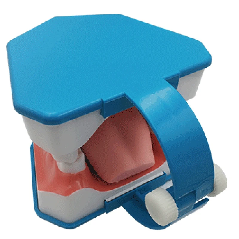 1 шт. модель для чистки зубов с языком и челюстью | Красота здоровье