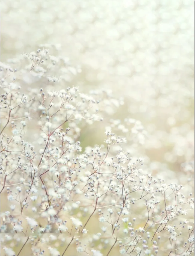 

5X7 футов Красивые белые пастельные тонированные цветы Одуванчик пейзаж пользовательские фоны для фотостудии виниловые фоны 150 см X 220 см