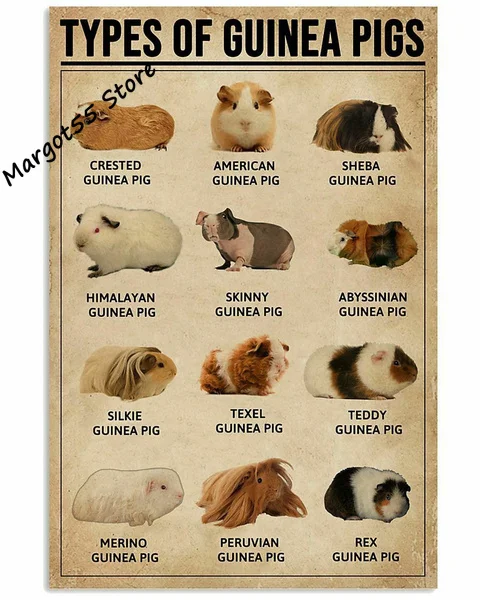 

Metal Tin Sign,Types of Guinea Pigs Poster, Like Hamster,for Home Bar Club Cafe Living Room Bathroom Bedroom farmhouse Decor