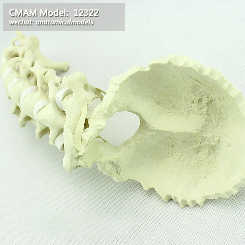 Модель 12322/ CMAM имитация костей шейный отдел позвоночника с затылочной