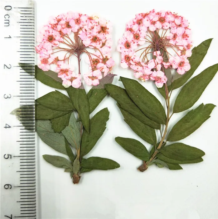 12 шт. натуральные прессованные мини нарциссы с ветками Вечные лепестки DIY