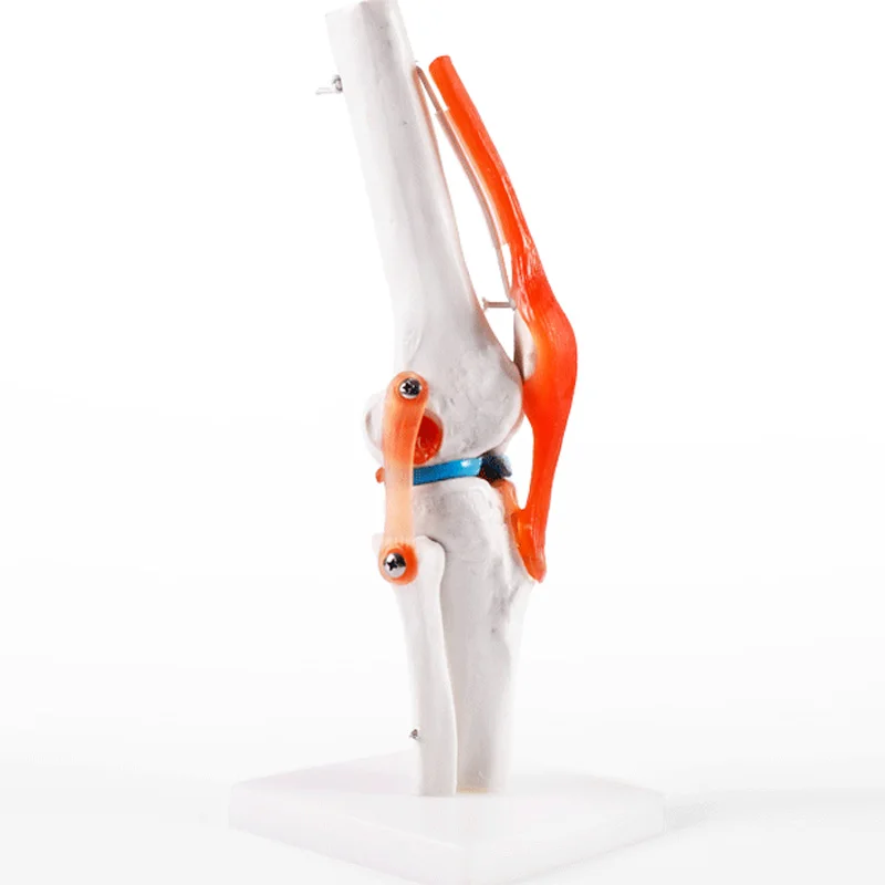 Человеческие волосы натуральный Размеры коленного сустава анатомическая модель