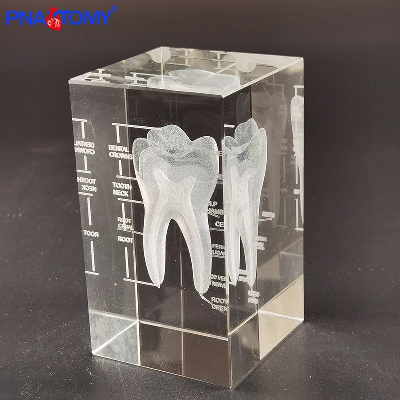 Анатомический подарок человека Кристальный скелет зубы мозга сердце легкие с