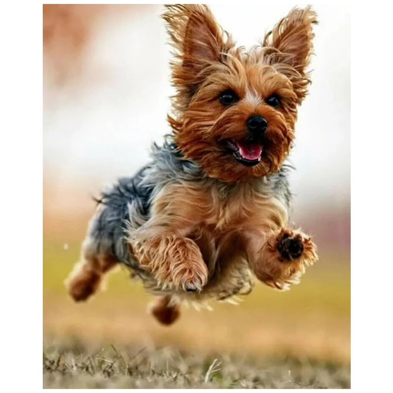 

Full Drill Square 5D DIY Diamond Painting Australian Shepherd Diamond Embroidery Dog biting leaves Picture Of Rhinestone