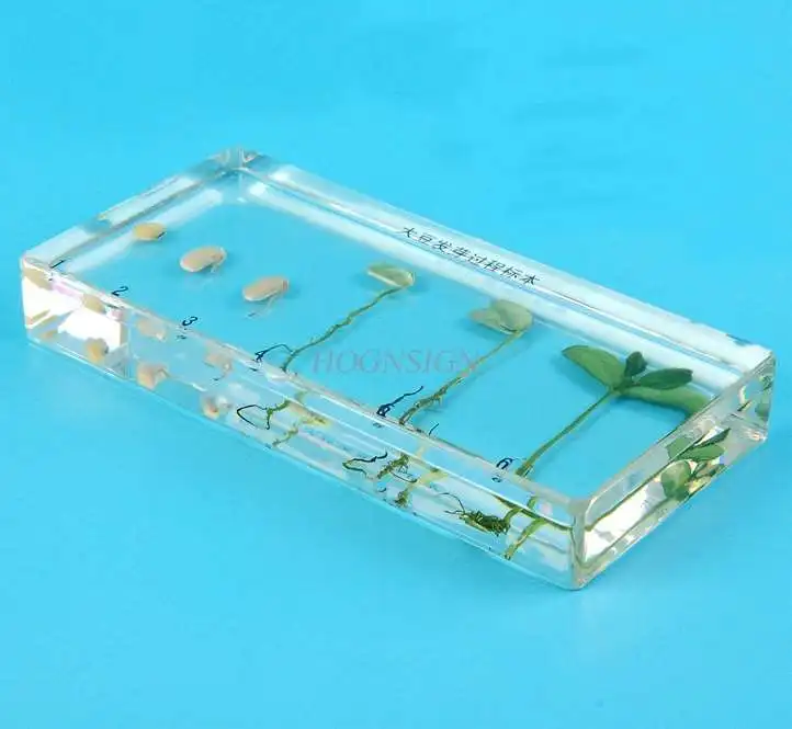 

seed specimen amber Kindergarten teaching cognitive plant seed specimen soybean germination growth resin real