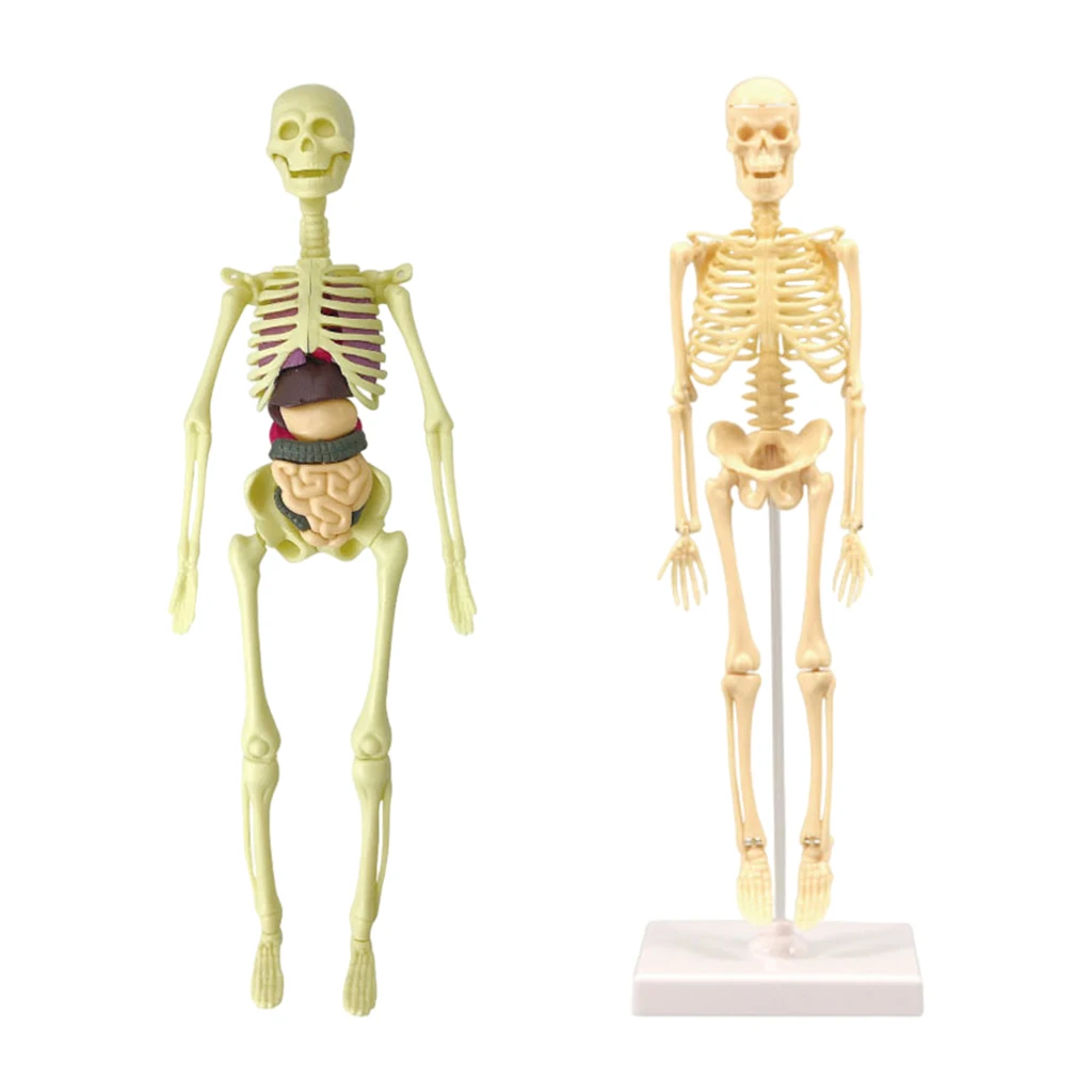 Model Realistic Body Anatomy for Learning Science Teaching | Игрушки и хобби