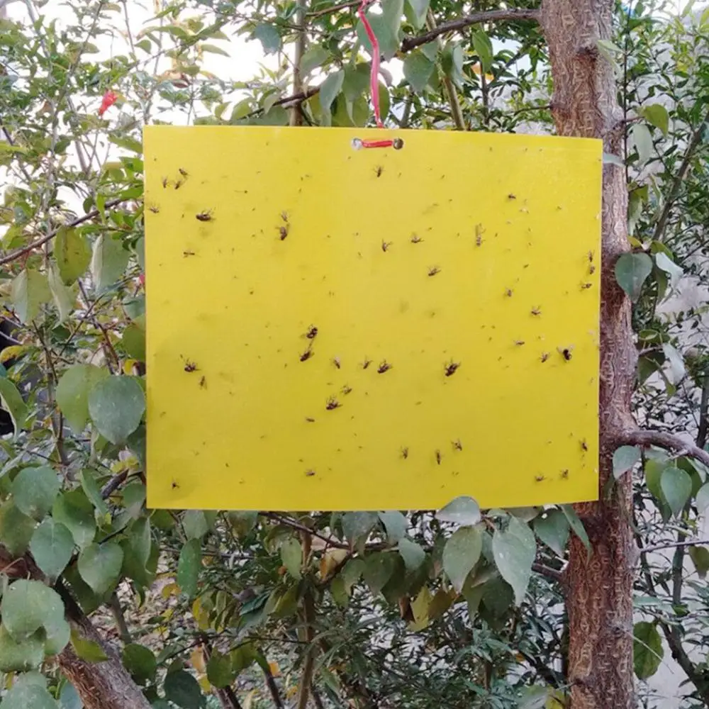 

20PCS Yellow Trap Insect Sticky Board Double-sided Paper Sticking Mosquito Small Black Insect Small Flying Insect Fruit Fly