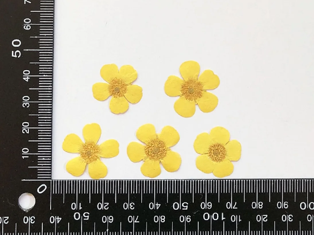 

100pcs Pressed Dried Buttercup Flower Plants For Epoxy Resin Pendant Necklace Jewelry Making Craft DIY Accessories