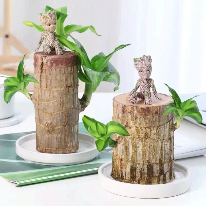 

Guichanglu Brasilia fortunei hydroponic plant with pot small potted leaves clear desk top in office gerute four seasons