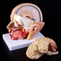human anatomy head skull brain cerebral artery anatomical model for teaching