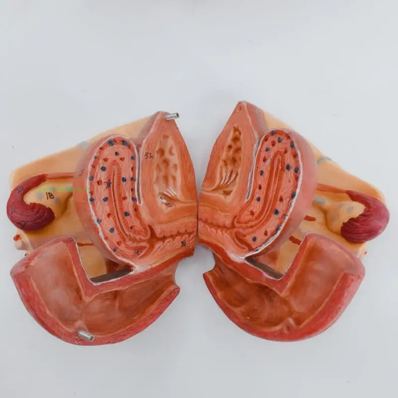 Модель таза для женщин из ПВХ модель тазового дна мышц и нервов с поясничной