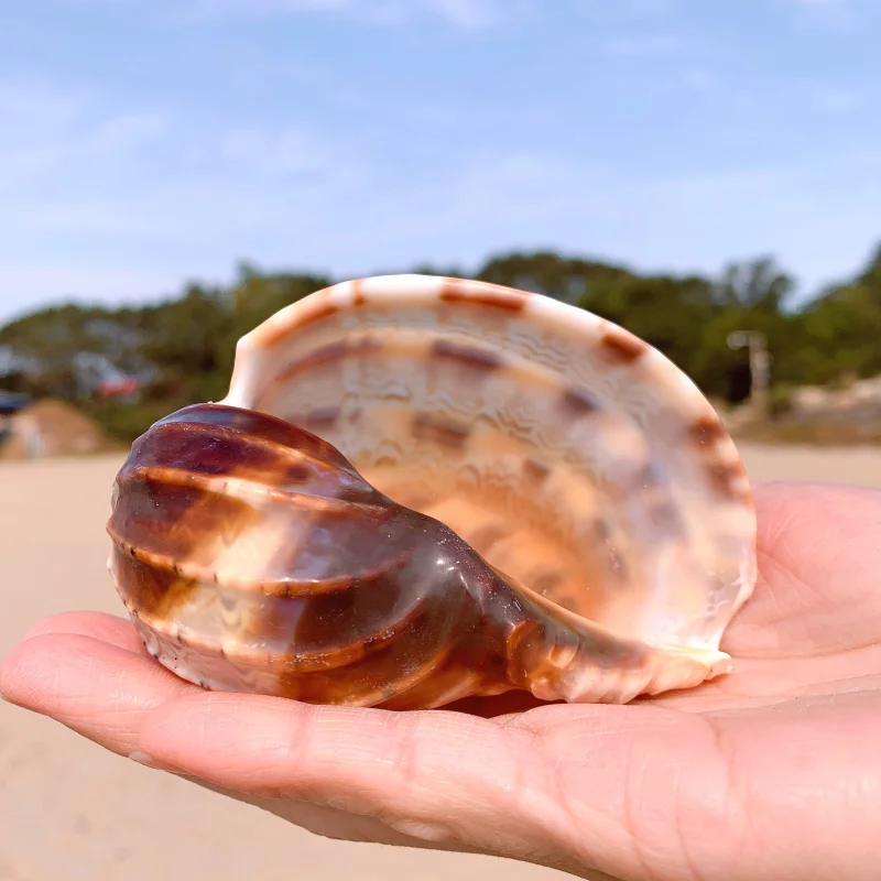 New Sea Snail Natural Shell Large Conch Fish Tank Aquarium Decoration Roll Shellfish Breeding Mediterranean Pot Furnishing | Дом и сад