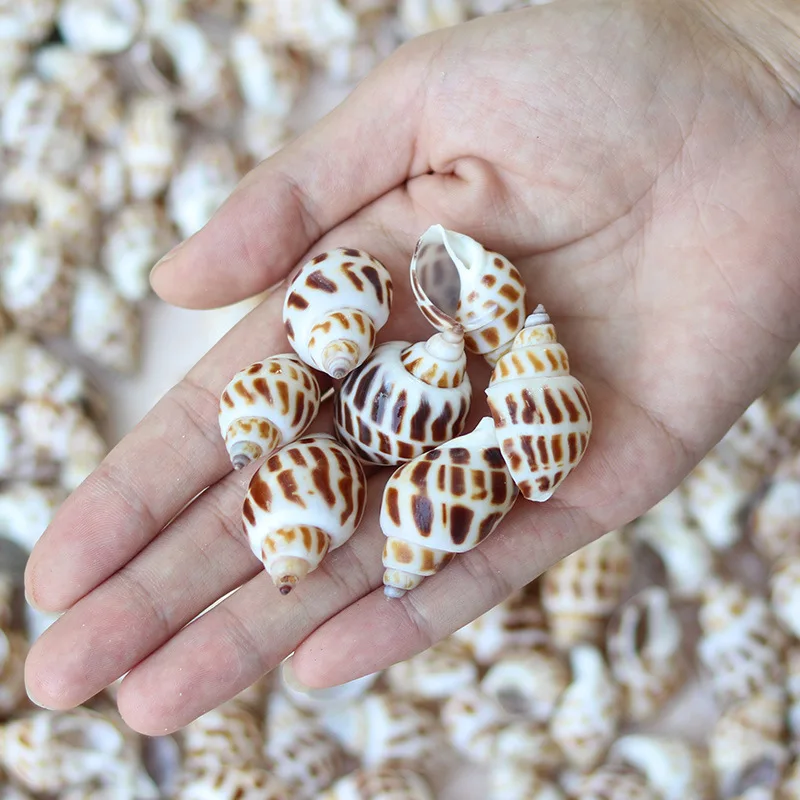 

100pcs Natural Conch Shells Mini Conch Corn Screw Fish Tortoise Tank Aquatic Pet Aquarium Decorations DIY Seashell Ornaments