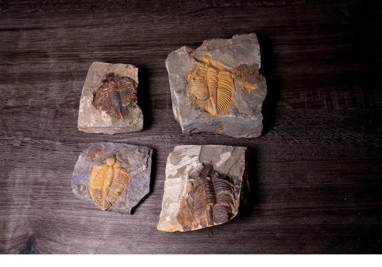 Редкий трилобит метакрифей giganteus Devonian из Боливии трилобиты DinoCrown Insect учебный образец коллекции