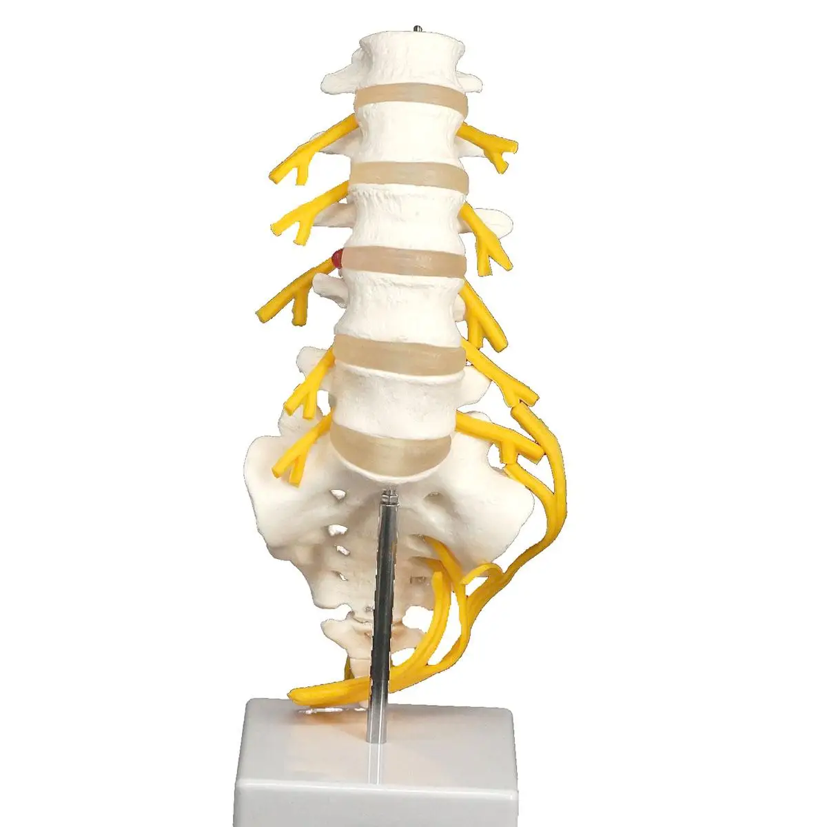 

Lumbar Cauda Equina Spine Sacrum Coccyx Spinal Nerve Neural Skeleton Model Teaching Training Aid