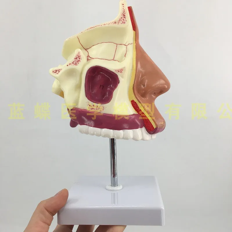 Анатомическая полость носа человека анатомия горла Обучение Образование