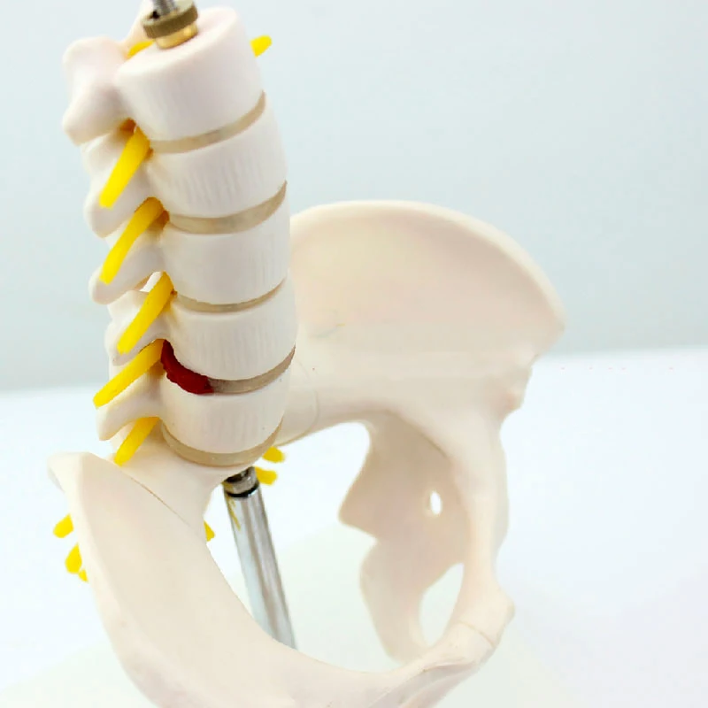 Мини каркас для поясничного интерпозвонков модель из ПВХ пятисекционная скелета
